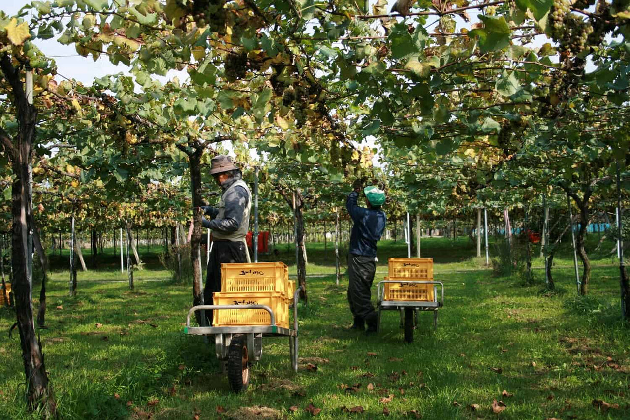 老舗ワイナリーでブドウを収穫し、自分好みのワインを完成させる「手業のひととき」|TRAVEL