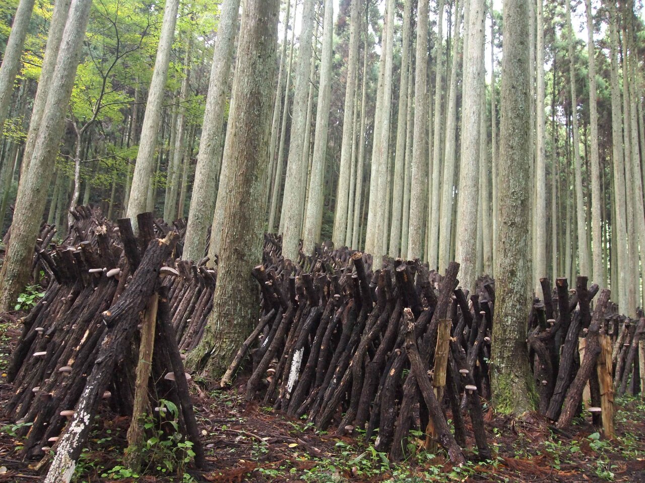 連載エッセイ｜#ijichimanのぼやき「サステナブルの話」