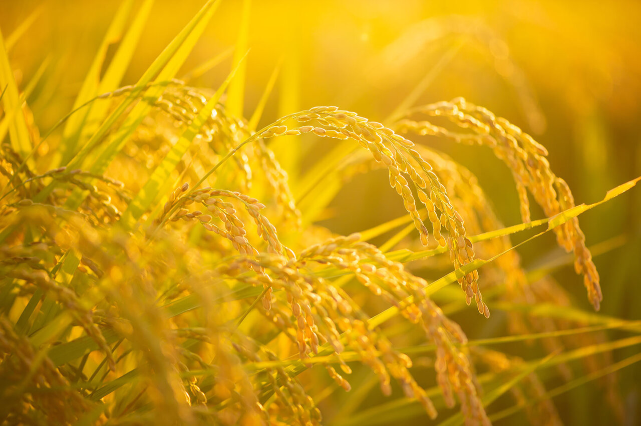 東京銀座の老舗バーが考案した黄金色に輝くカクテルレシピを艷やかな文字盤で表現|SEIKO