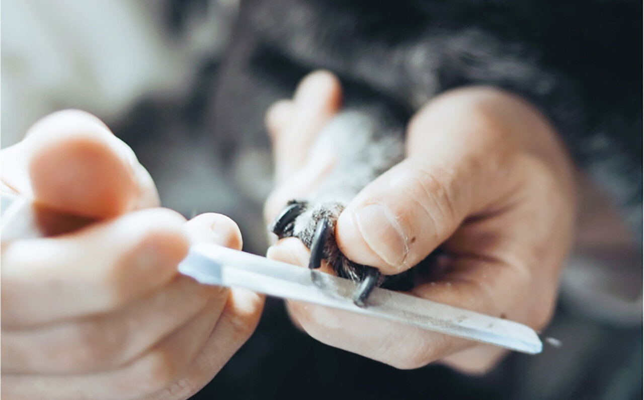 120年続く伝統の技が光る、ペット用爪ヤスリ「dogood」登場｜YOSHIDA YASURI