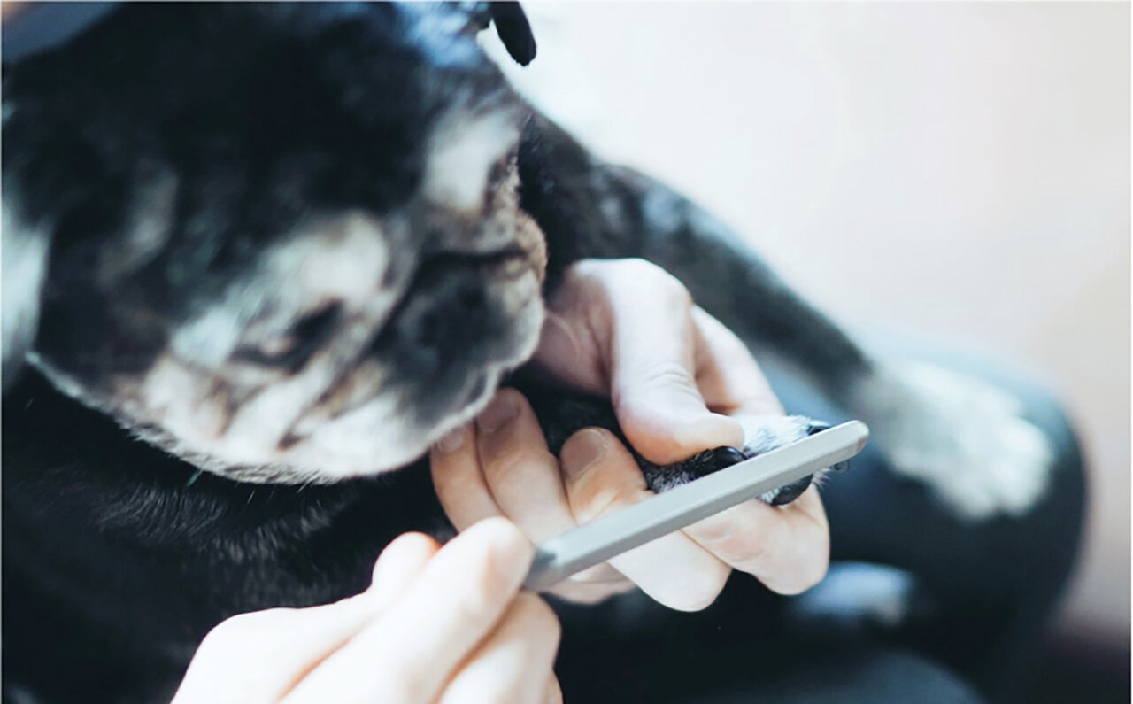 120年続く伝統の技が光る、ペット用爪ヤスリ「dogood」登場｜YOSHIDA YASURI