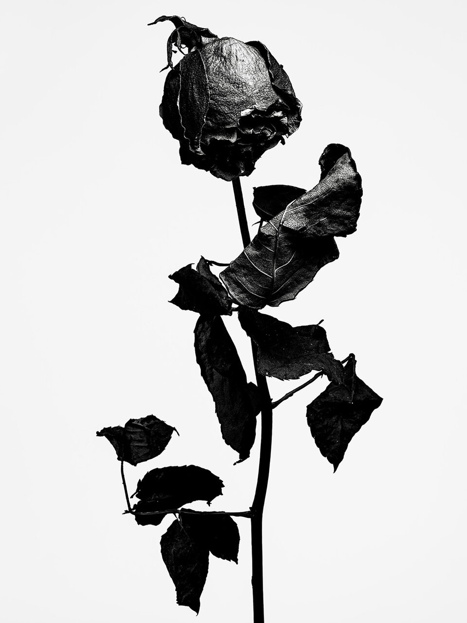 写真家・⽥島⼀成氏が魅せる、枯れゆく花々をモノクロの世界で表現した「WITHERED FLOWERS BLACK」開催中｜ART