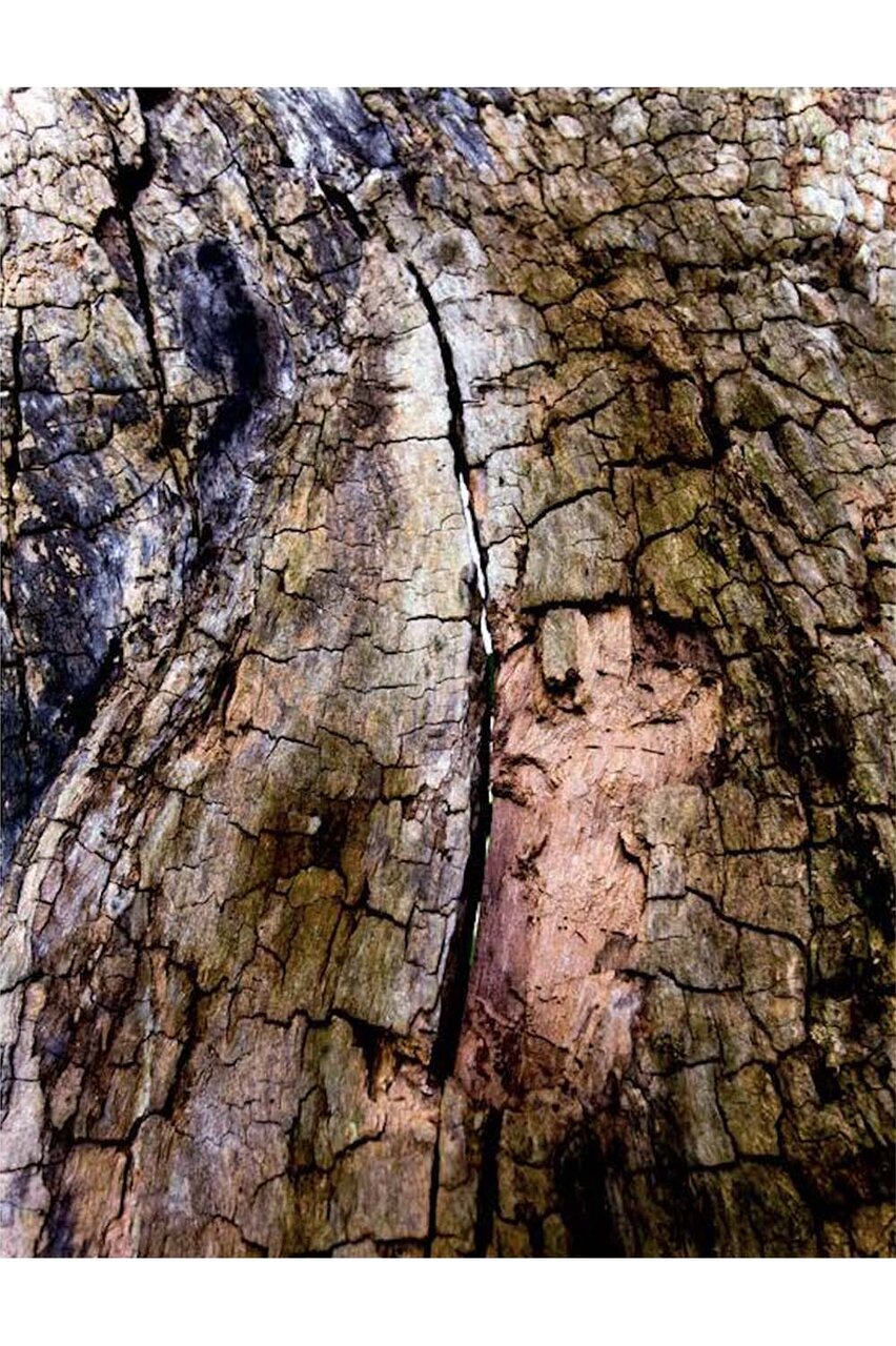 訪れる度に変化を魅せる大自然の中のガーデン「ニコライ バーグマン 箱根 ガーデンズ」|TRAVEL