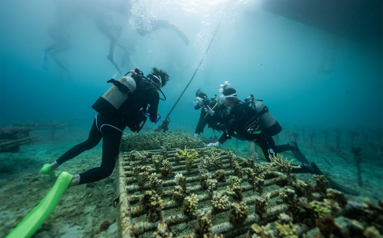 サンゴの村で地球の未来を考える、サンゴの植え付け体験｜サスティナブルオキナワ