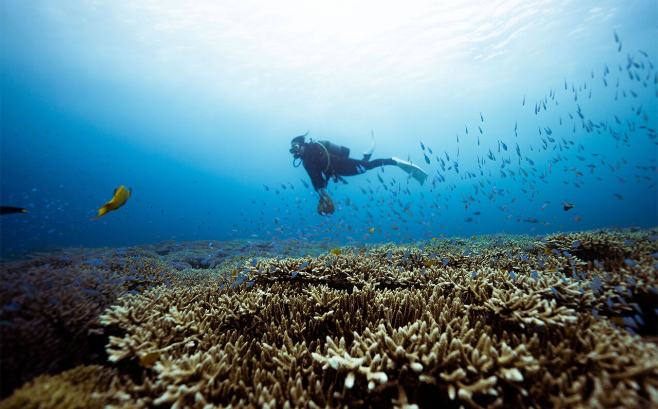 サンゴの村で地球の未来を考える、サンゴの植え付け体験｜サスティナブルオキナワ