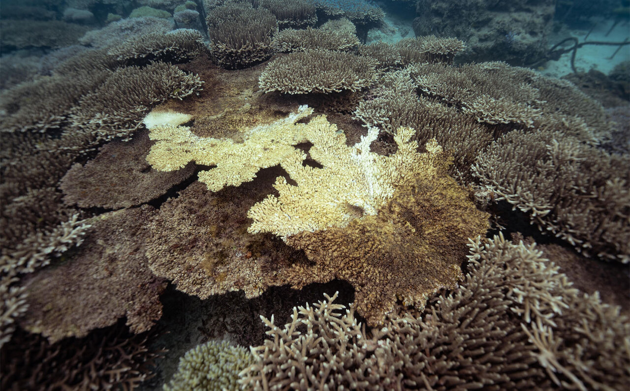 サンゴの村で地球の未来を考える、サンゴの植え付け体験｜サスティナブルオキナワ