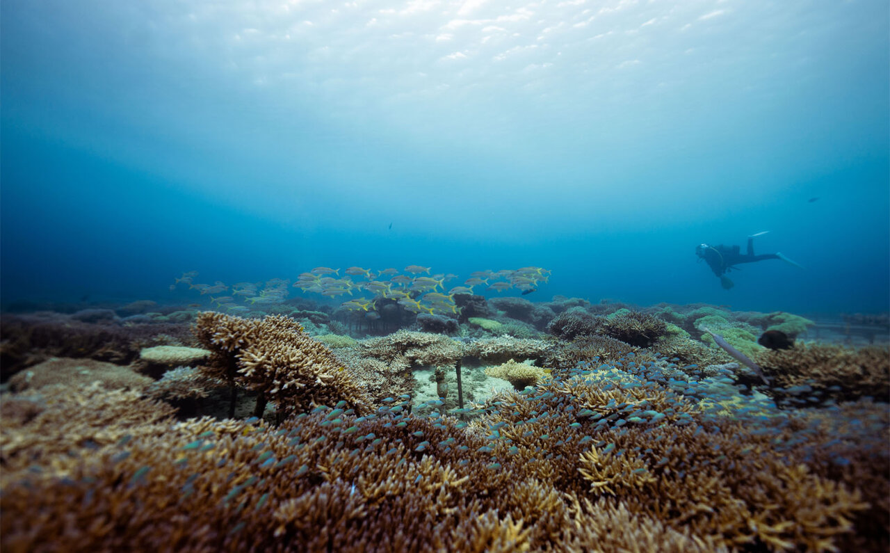 サンゴの村で地球の未来を考える、サンゴの植え付け体験｜サスティナブルオキナワ