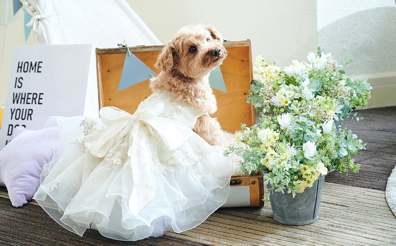 愛犬と一緒にホテルステイを楽しむ。記念撮影やトリートサービスが新登場｜INTERCONTINENTAL TOKYO BAY