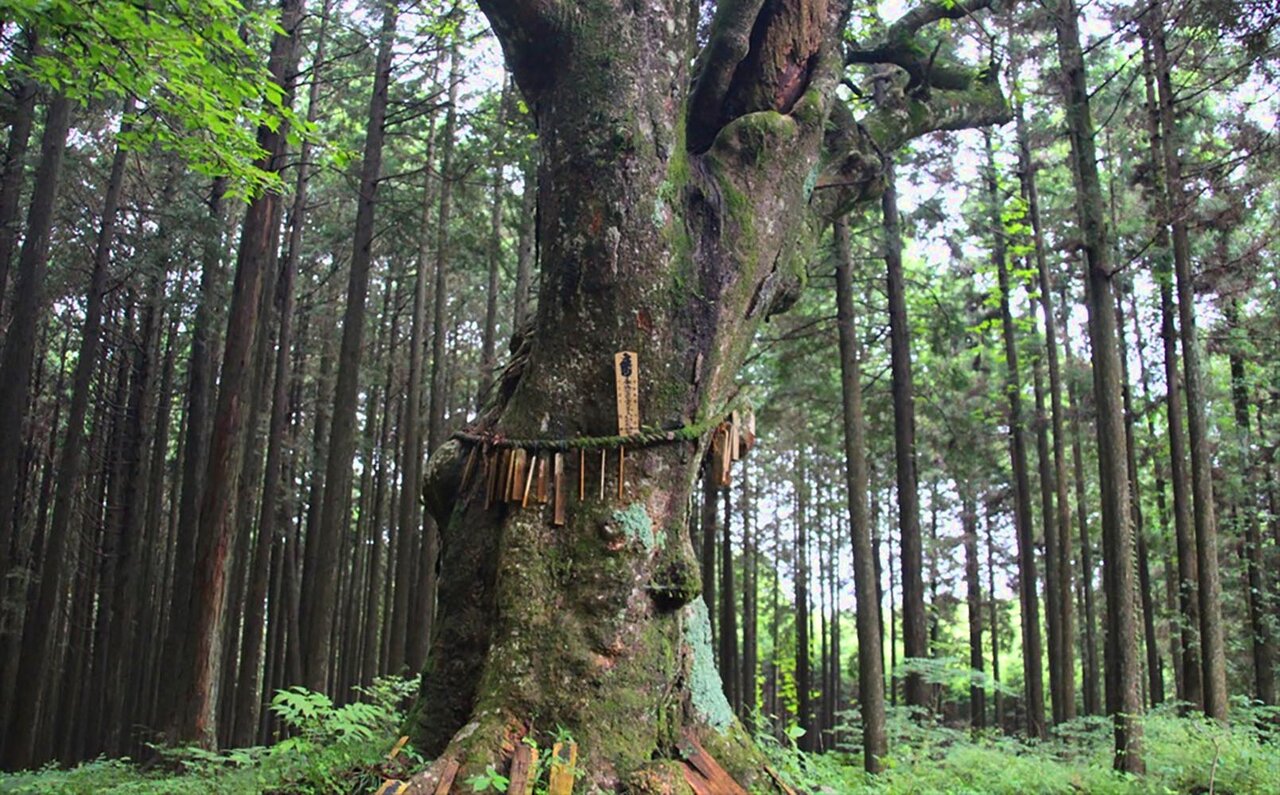 かつて修験者たちが歩んだ登山道「村山道」、富士山信仰の歴史