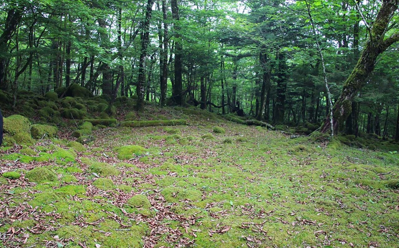 かつて修験者たちが歩んだ登山道「村山道」、富士山信仰の歴史