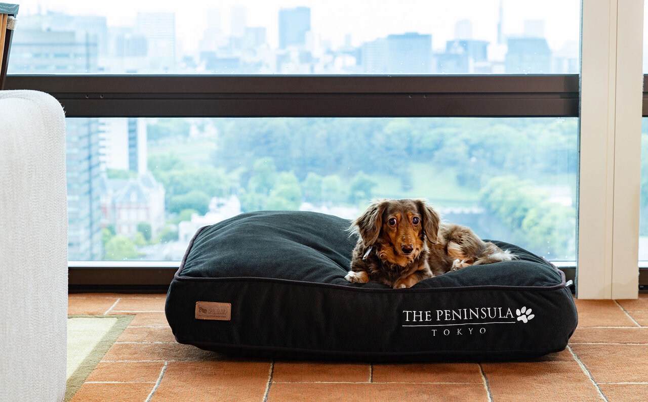 ［犬と泊まれる宿］“館内抱きかかえで皇居お散歩”が叶う！　ザ・ペニンシュラ東京「ドッグステイプログラム」全容を大公開｜TRAVEL