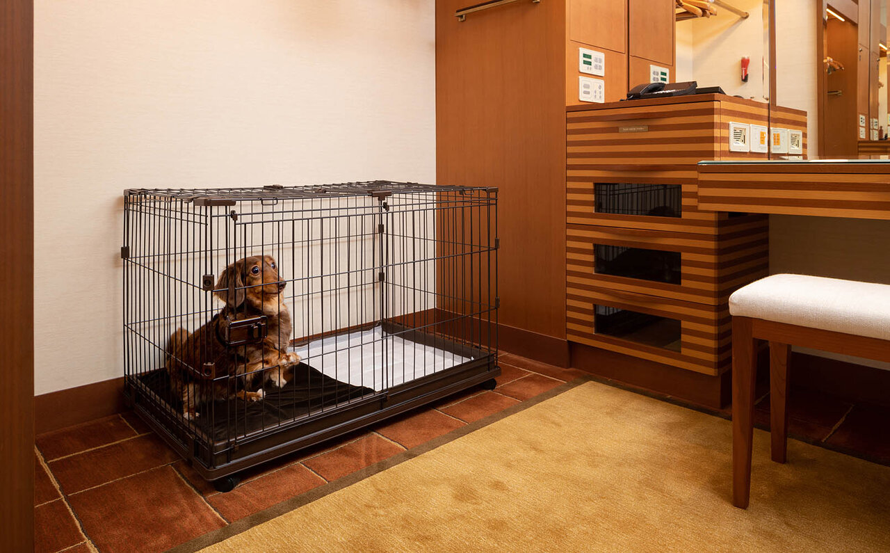 ［犬と泊まれる宿］“館内抱きかかえで皇居お散歩”が叶う！　ザ・ペニンシュラ東京「ドッグステイプログラム」全容を大公開｜TRAVEL