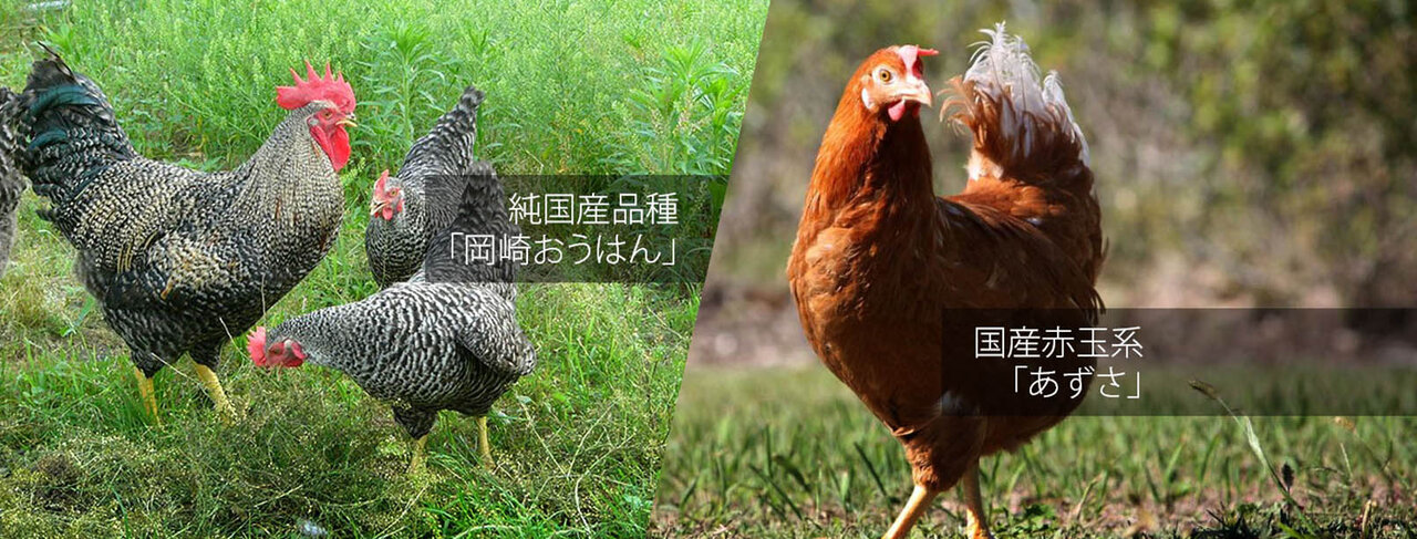信州・安曇野の“環境にやさしい平飼い卵”をフードレスキュー!|EAT