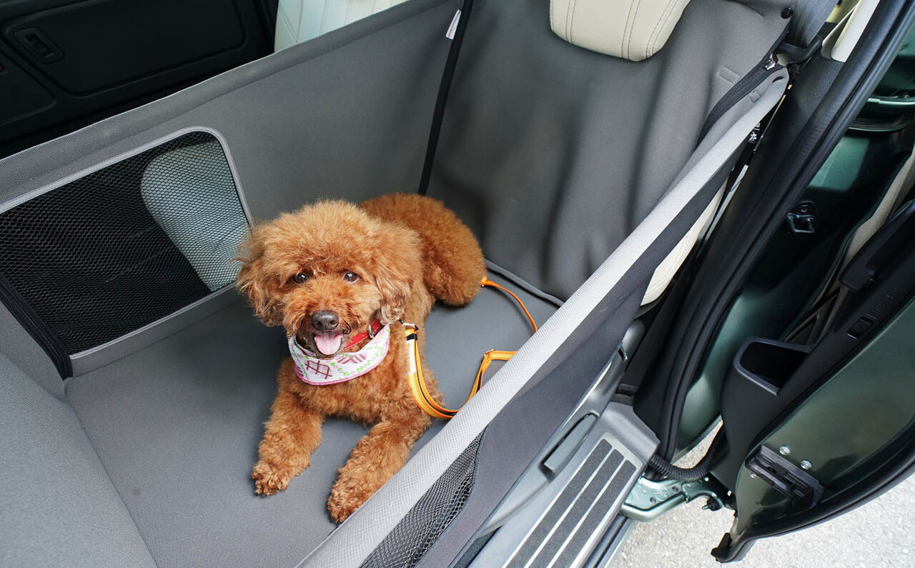 with わんこ旅を支える、スターフライヤーと星野リゾートのコラボレーション｜TRAVEL