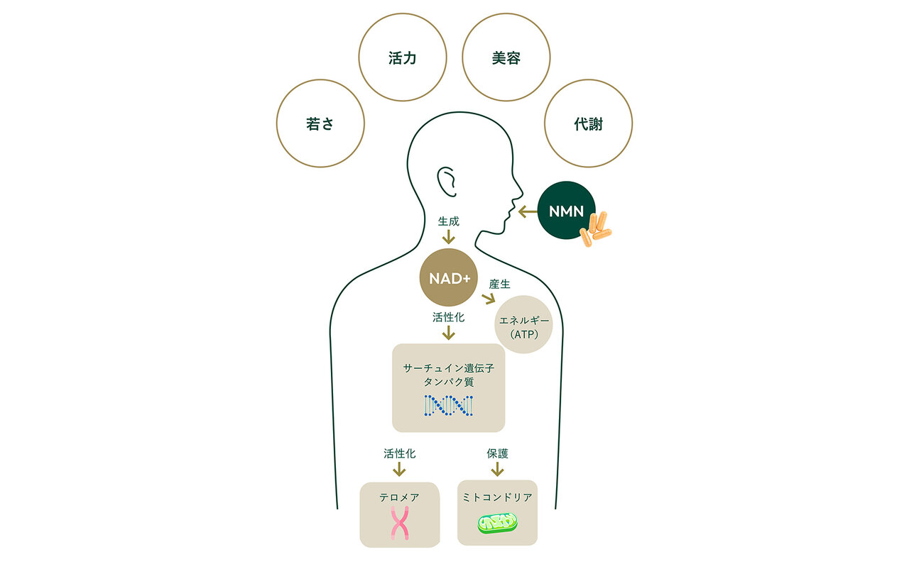 エイジングケアの次世代成分。にわかに話題の「NMN」とは|BEAUTY