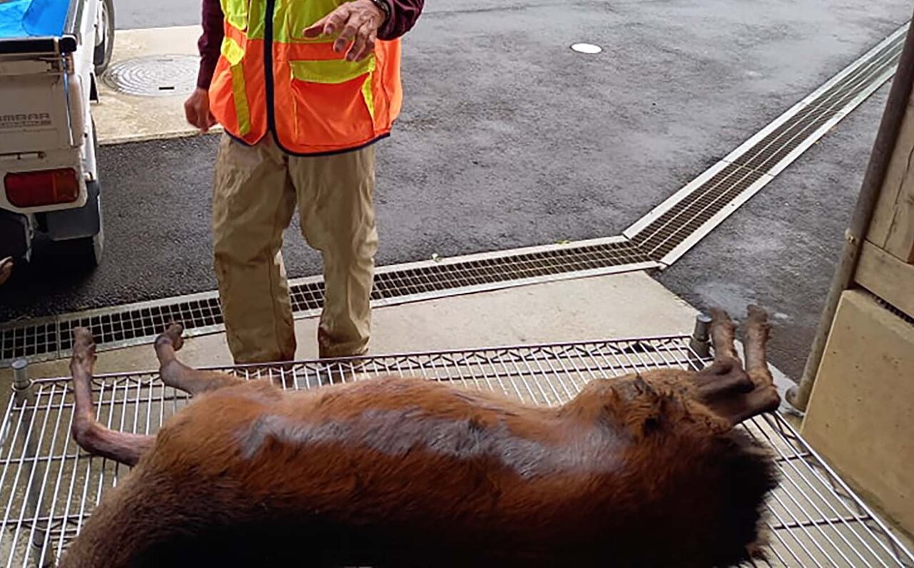 味わい深いジビエを楽しむ冬