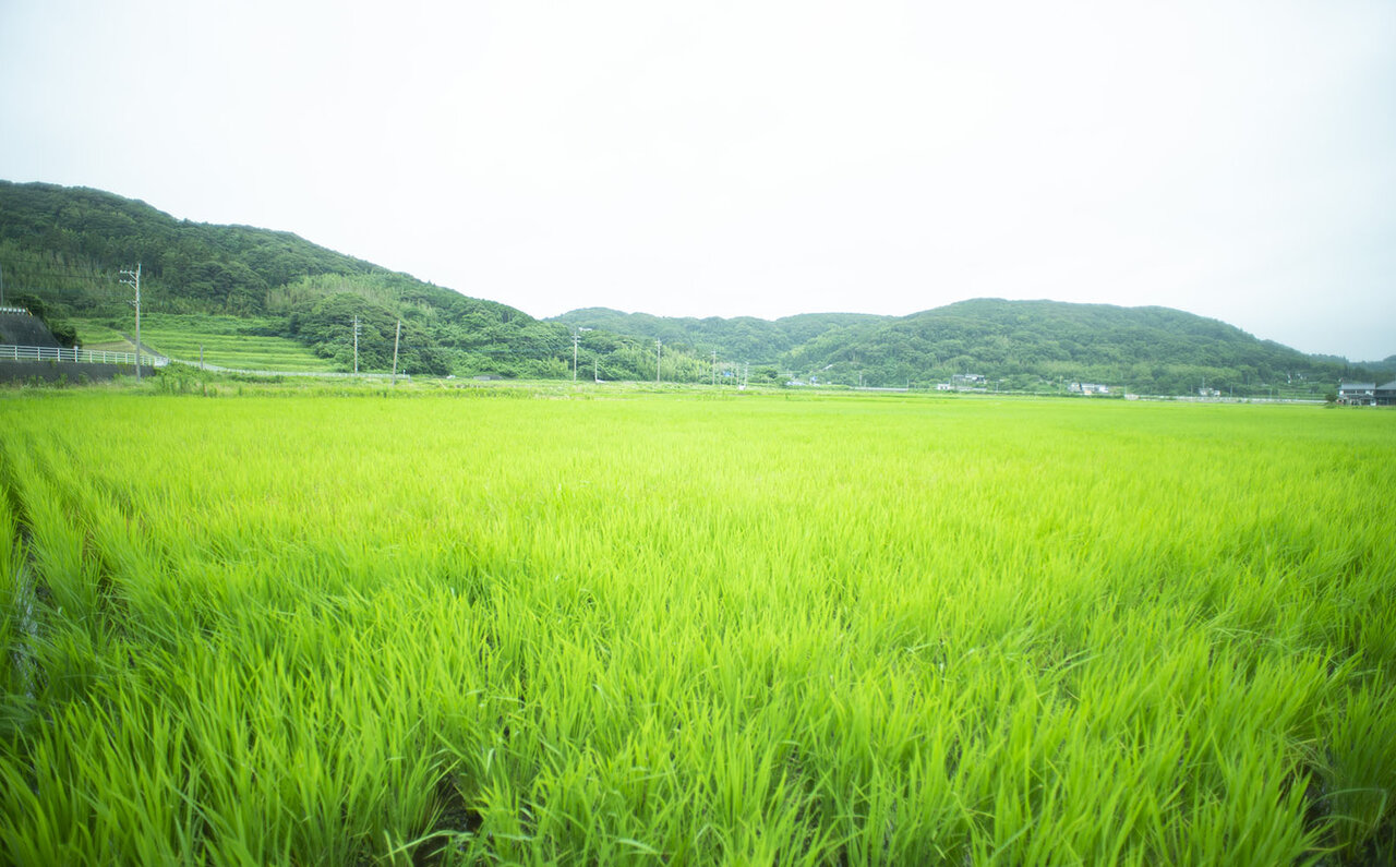 人の営みも実りも豊かな島、壱岐島へ！｜TRAVEL