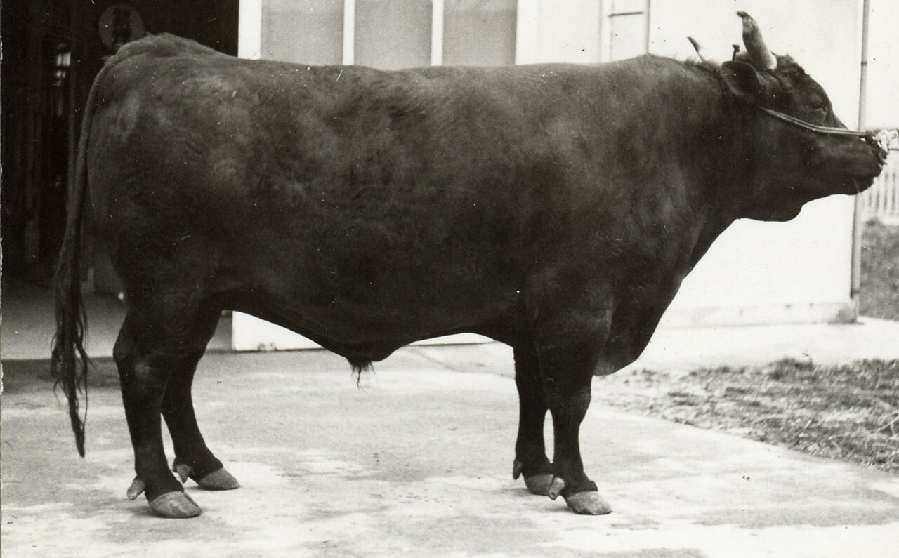 ポール・ボキューズで味わう、日本各地のブランド牛や銘柄牛の始祖 山陰和牛の魅力|EAT
