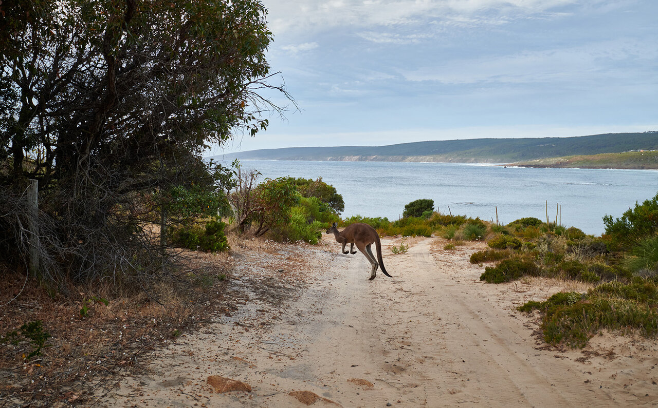 プレミアムワイン、海、オリーブ……。マーガレットリバーで自然の恵みを享受する|TRAVEL