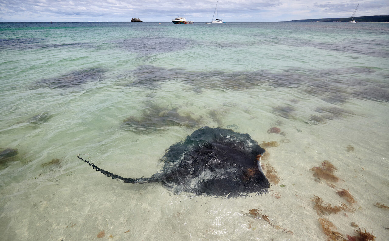 プレミアムワイン、海、オリーブ……。マーガレットリバーで自然の恵みを享受する|TRAVEL