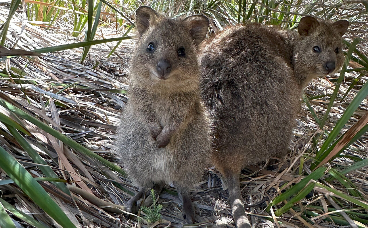 ロットネスト島で、世界一幸せな動物“クオッカ”に恋をした|TRAVEL