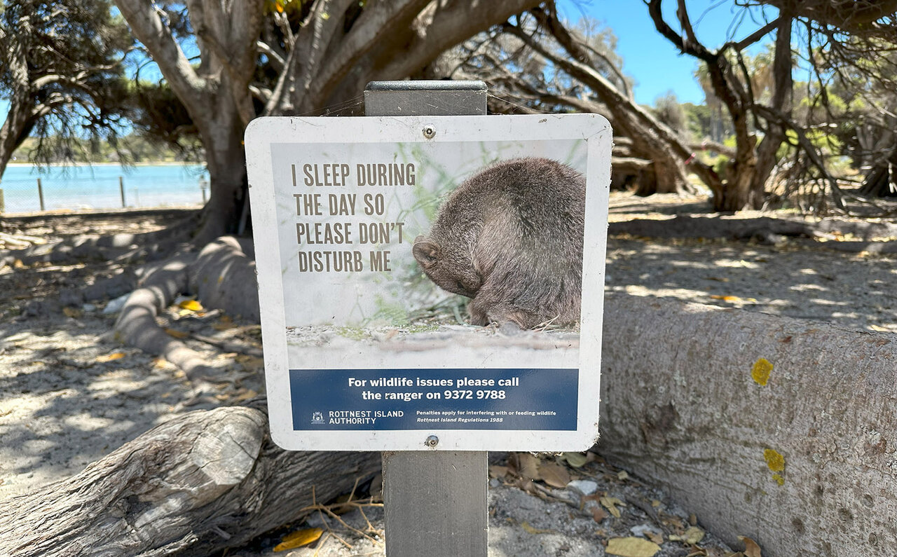 ロットネスト島で、世界一幸せな動物“クオッカ”に恋をした|TRAVEL
