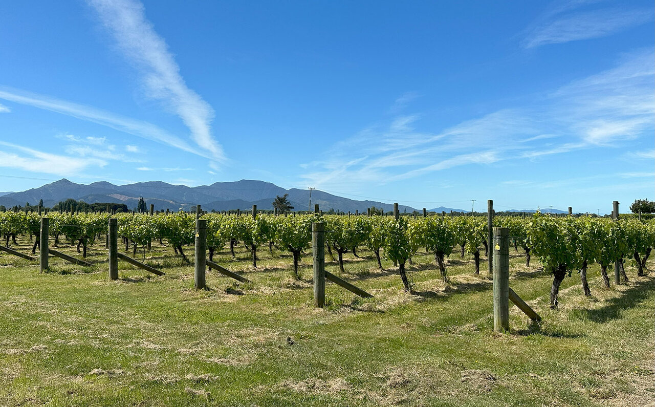 ニュージーランドの銘醸地マールボロに日本人生産者を訪ねる｜TRAVEL