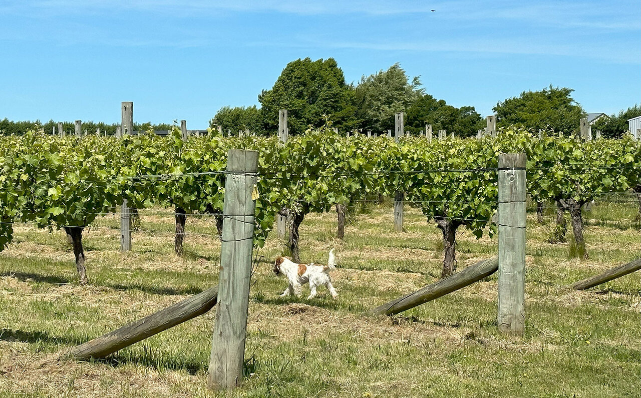 ニュージーランドの銘醸地マールボロに日本人生産者を訪ねる｜TRAVEL
