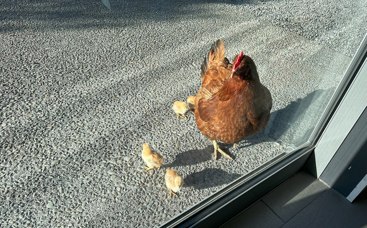 ニュージーランドの南島、カイコウラで地球の息吹を感じる｜TRAVEL