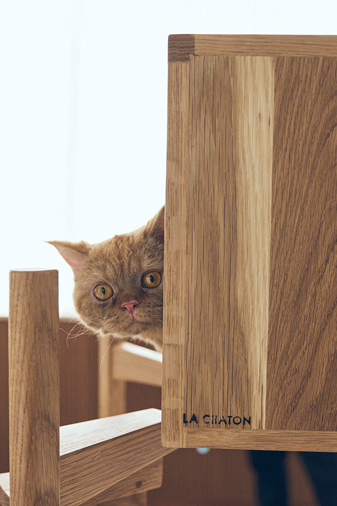 アートのように美しい、猫の居場所｜LA CHATON