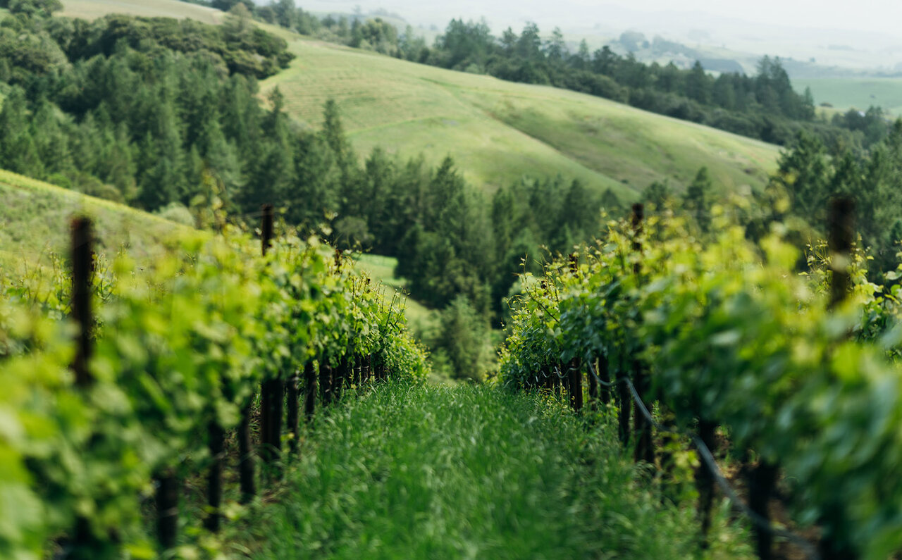 ナパ・ヴァレーのイノベーター ジョセフ フェルプス ヴィンヤードの現在｜LOUNGE