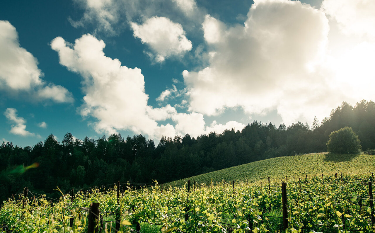 ナパ・ヴァレーのイノベーター ジョセフ フェルプス ヴィンヤードの現在｜LOUNGE