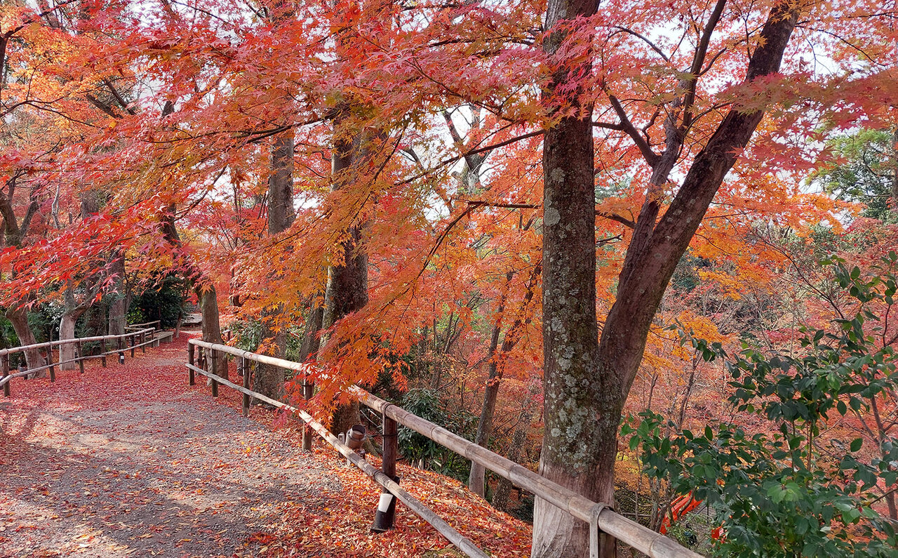 「そうだ 京都、行こう。」 今改めて夏の古都を訪れて味わう、非日常の特別な“癒し”｜TRAVEL