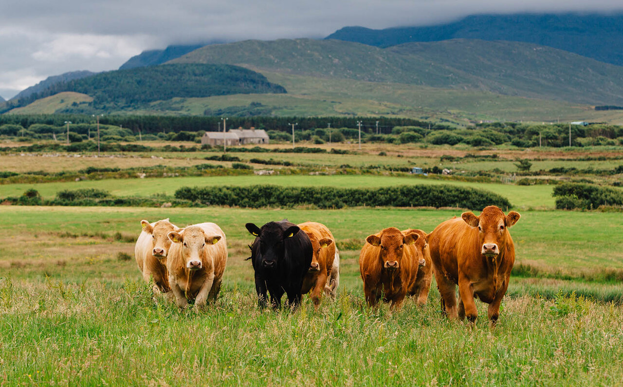 EAT｜アイリッシュ グラスフェッドビーフ