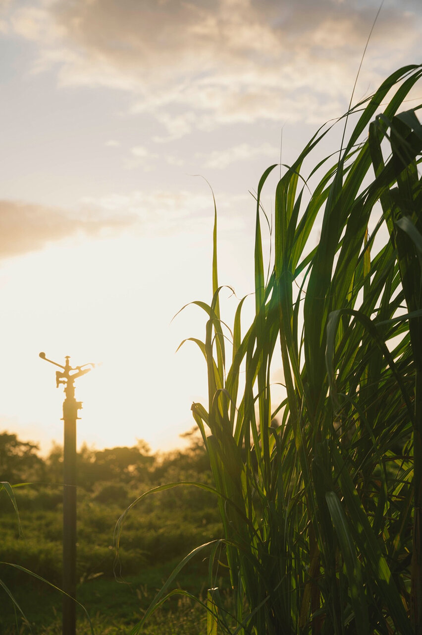 映画『風のマジム』主題歌を担当した森山直太朗が感じたこの映画の波長と旋律と第六感とは
