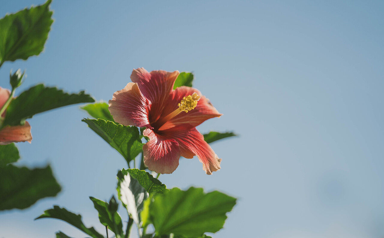 「伊藤沙莉主演映画「風のマジム」監督・芳賀薫×プロデューサー・佐藤幹也 ２０年ぶりに交差した二人の人生と作品の化学反応とは」