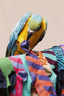 Vicomote A.|2014年春夏コレクション 10