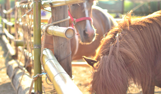 一番星ヴィレッジ 03