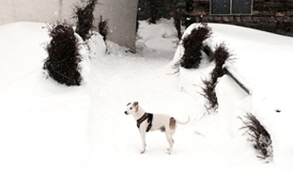 愛犬ジャック
