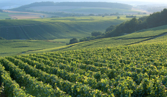 Bollinger│ボランジェ 04