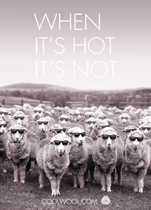 COOL WOOL 01
