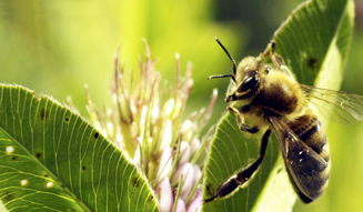 みつばちの大地3