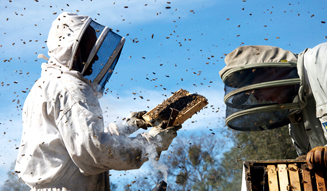 みつばちの大地5