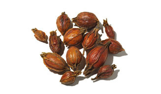 PLANTOLOGY｜石川雅子 020