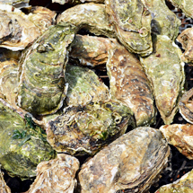 気仙沼便り|10月「民宿つなかんとの出合い」 03