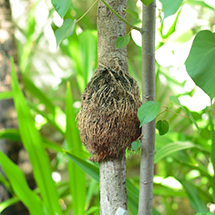 Maldives｜モルディブ　08