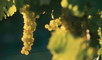 レミーマルタン|セラーマスター 14