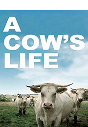 『A Cow's Life』　