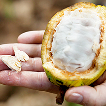 kiji_cacao-prieto-03