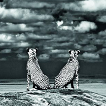 BOOK|受賞作品でたどるネイチャーフォト『世界一の動物写真』